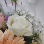 Aroma-Flowers-Gerbera-Flower-rose-close-up