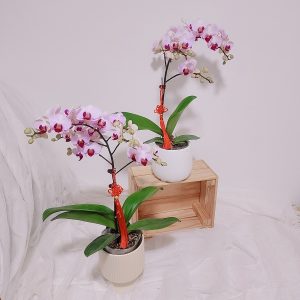 Phalaenopsis-Orchid-M-main