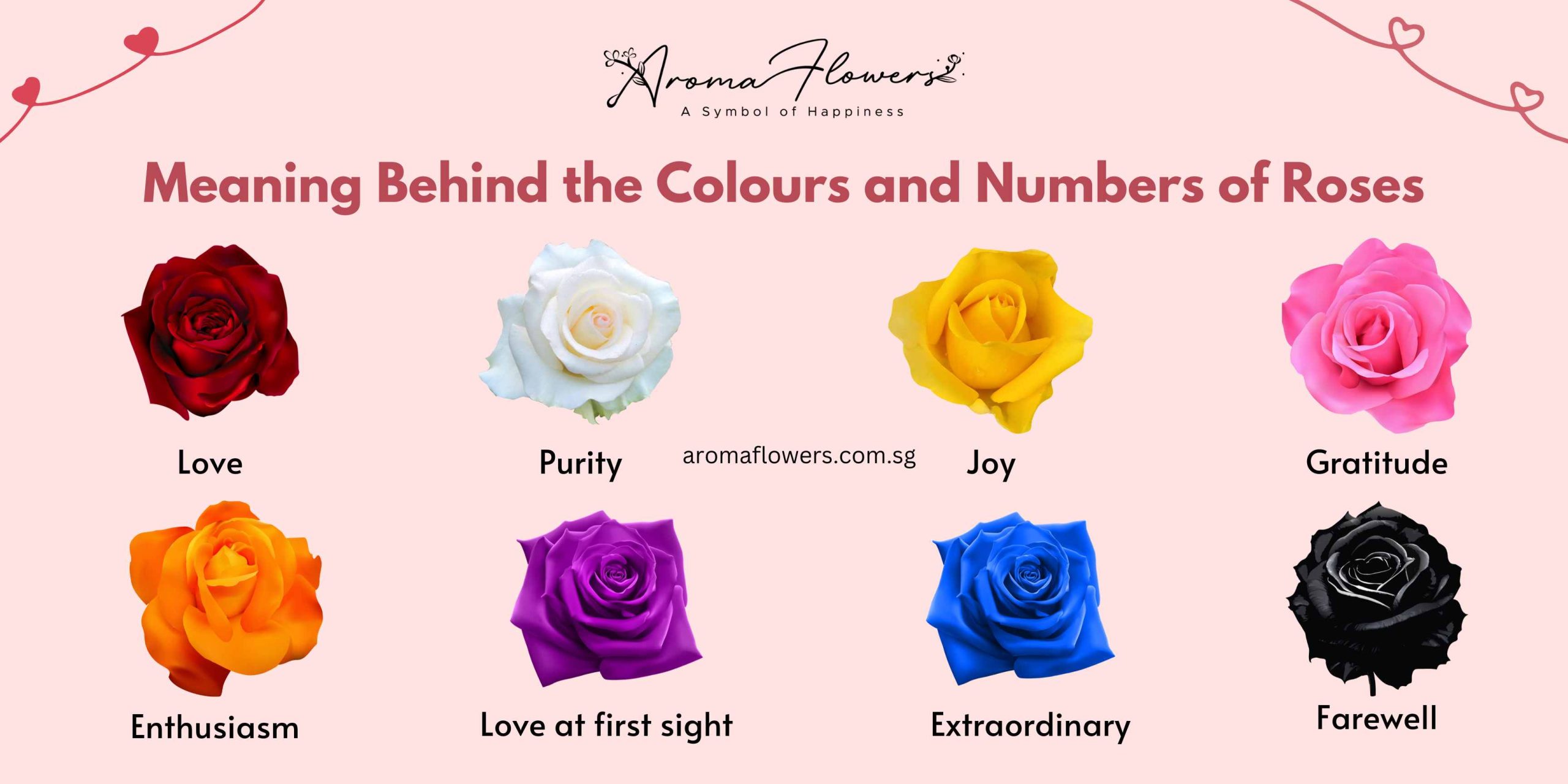 Pic-Meaning Behind the Colours and Numbers of Roses