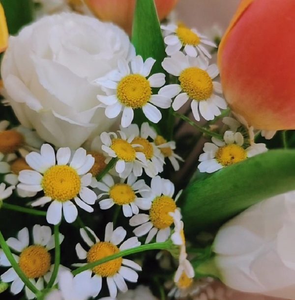 Orange-tulip-bouquet-chamomile-min