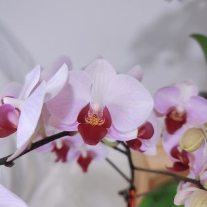 Phalaenopsis-Orchid-M-focus1-min